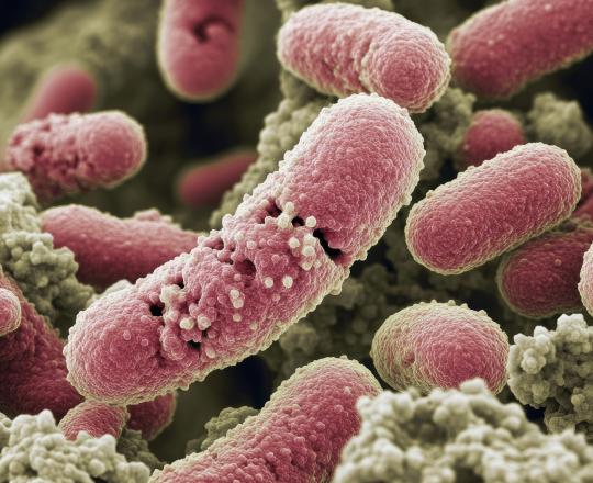 Pneumococcal disease