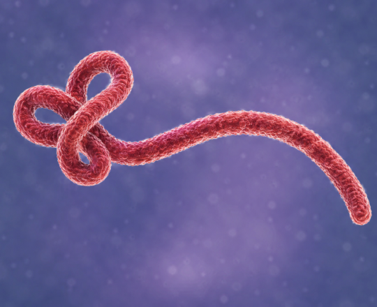 Ebola virus